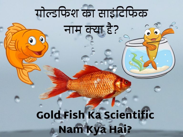 गोल्डफिश का साइंटिफिक नाम क्या है? Gold Fish